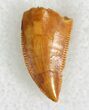Finely Serrated Raptor Tooth From Morocco - #22997-1